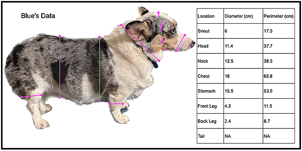 Blue’s data:
• Snout — 6 cm (diameter); 17.5 cm (perimeter).
• Head — 11.4 cm (diameter); 37.7 cm (perimeter).
• Neck — 12.5 cm (diameter); 38.5 cm (perimeter).
• Chest — 18 cm (diameter); 62.8 cm (perimeter).
• Stomach — 15.5 cm (diameter); 53.5 cm (perimeter).
• Front leg — 4.2 cm (diameter); 11.5 cm (perimeter).
• Back leg — 2.4 cm (diameter); 8.7 cm (perimeter).
• Tail — N/A.