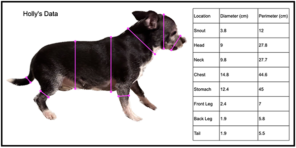 Holly’s data:
• Snout — 3.8 cm (diameter); 12 cm (perimeter).
• Head — 9 cm (diameter); 27.8 cm (perimeter).
• Neck — 9.8 cm (diameter); 27.7 cm (perimeter).
• Chest — 14.8 cm (diameter); 44.6 cm (perimeter).
• Stomach — 12.4 cm (diameter); 45 cm (perimeter).
• Front leg — 2.4 cm (diameter); 7 cm (perimeter).
• Back leg — 1.9 cm (diameter); 5.8 cm (perimeter).
• Tail — 1.9 cm (diameter); 5.5 cm (perimeter).
